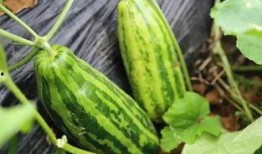 吃瓜网官网 吃瓜是什么意思,网络流行语背后的趣味与内涵